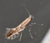 Phyllonorycter sp.